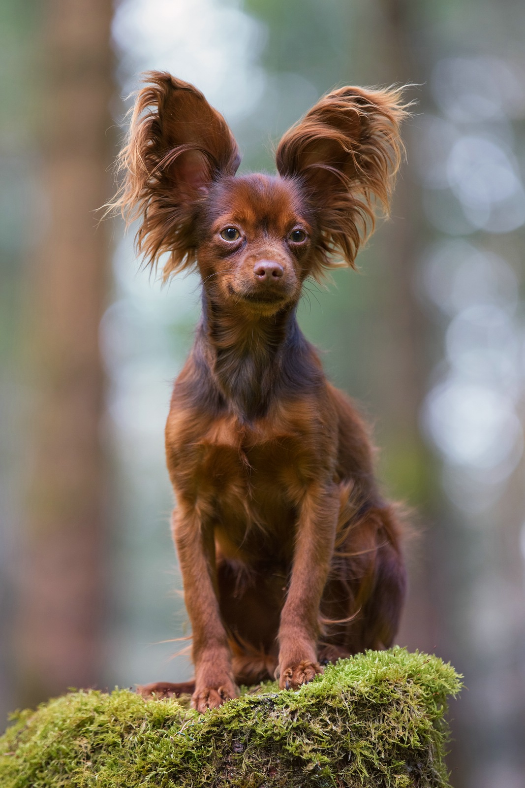 Yangi ochiq porno Militsionerni sorang